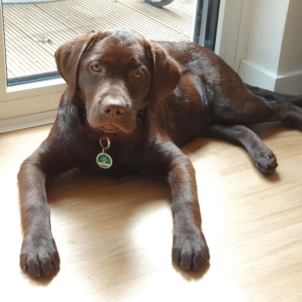 Hundetreffen-Junghundetreff in Hochdahl/Erkrath-Profilbild