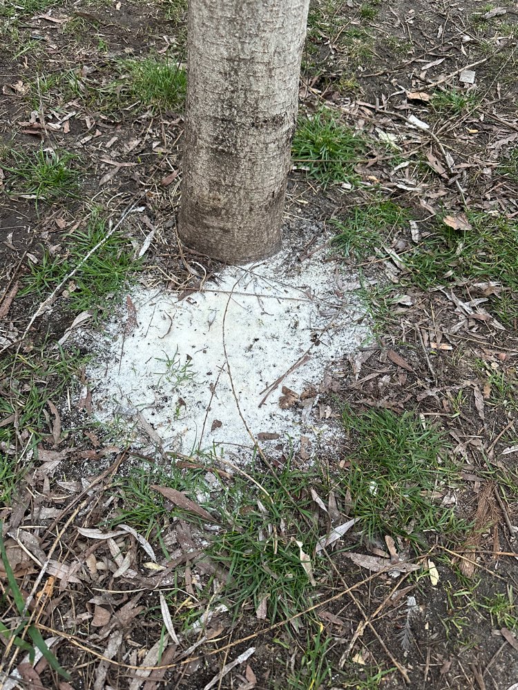 Giftköder-Rattengift am Baum auf Spazierweg-Profilbild