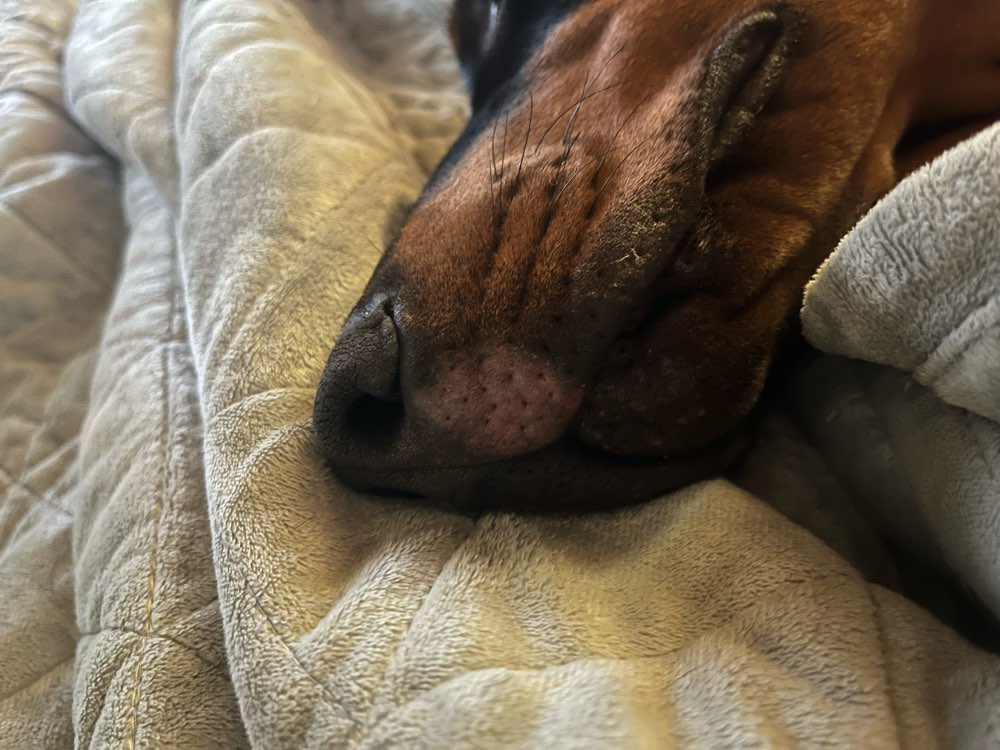 Giftköder-Giftpflanze-Profilbild