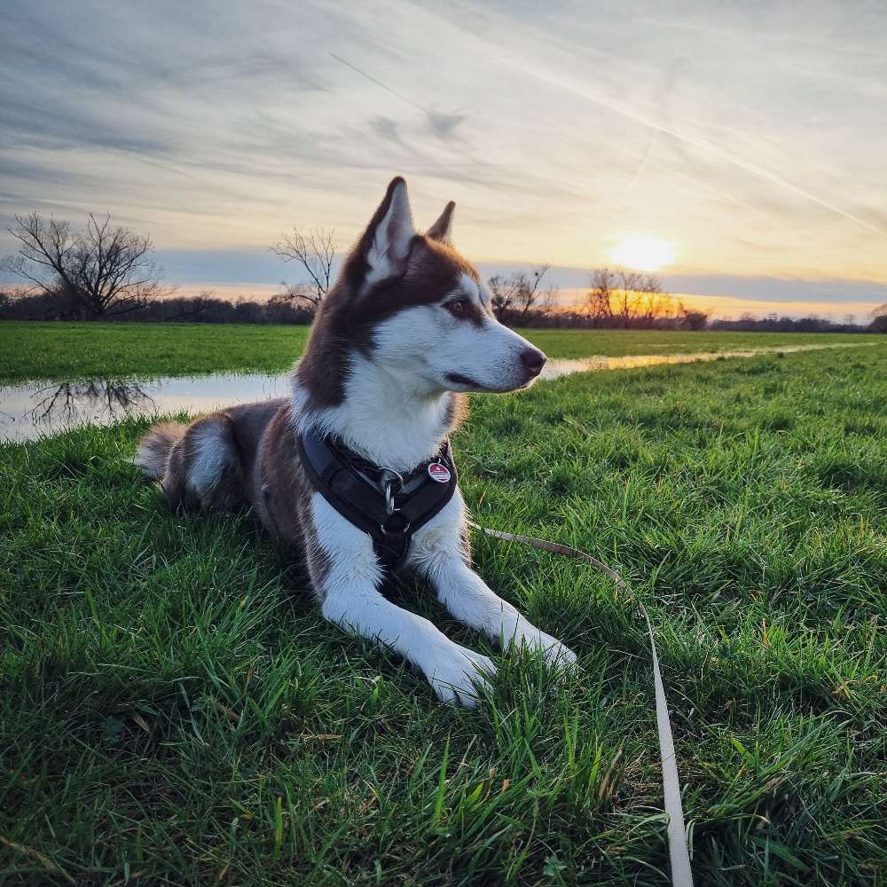 Hundetreffen-Gassirunde, Hundefreunde, Trainingspartner-Profilbild