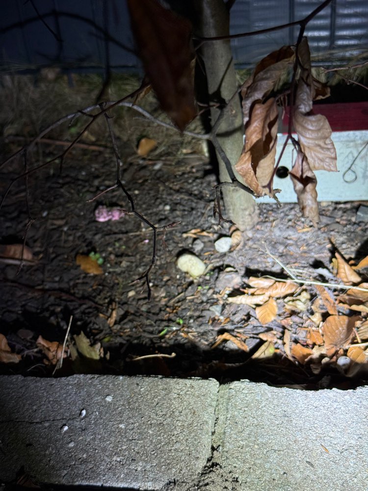 Giftköder-Verteiltes Rattengift-Profilbild