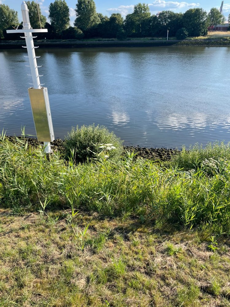 Giftköder-Riesenbärenklau in der Überseestadt-Profilbild