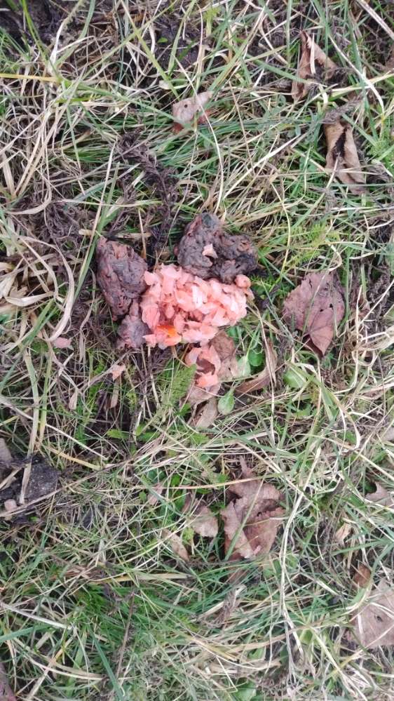 Giftköder-Mögliche Giftköder Nähe IT-City-Profilbild