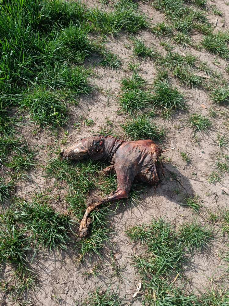 Giftköder-Tierkadaver - wurde entsorgt-Profilbild