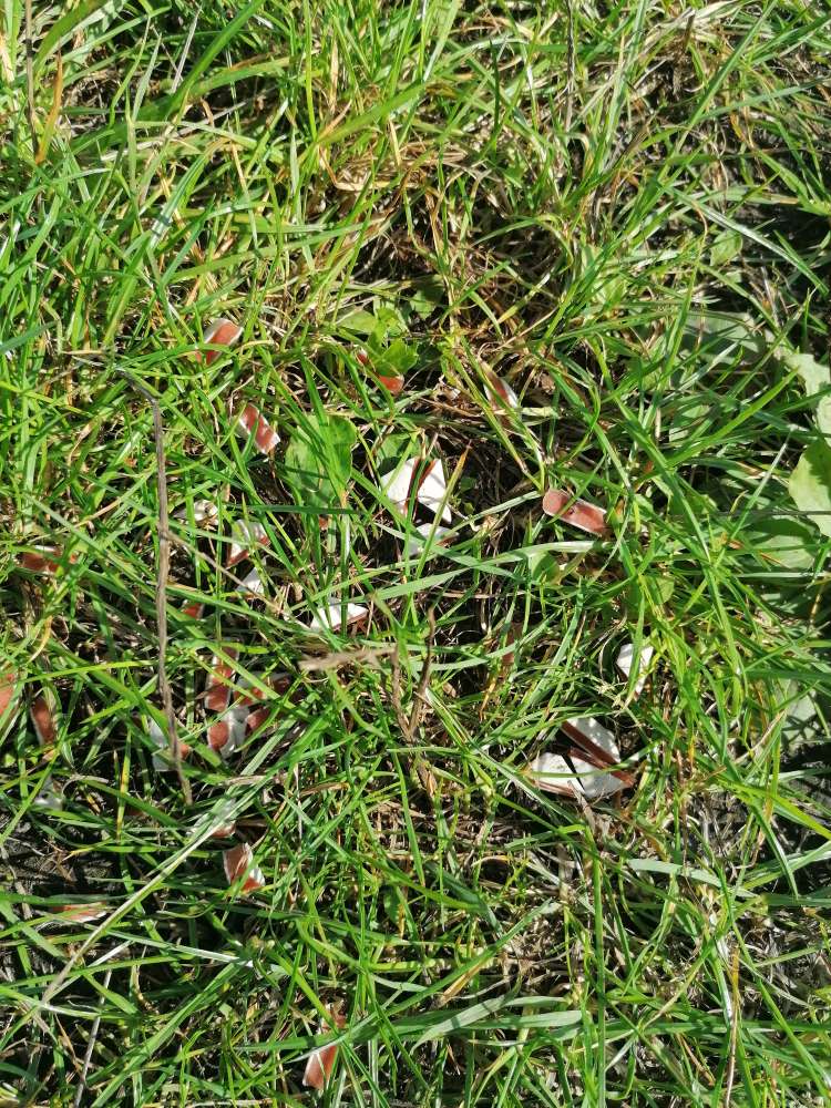 Giftköder-Hundeleckerlies-Profilbild