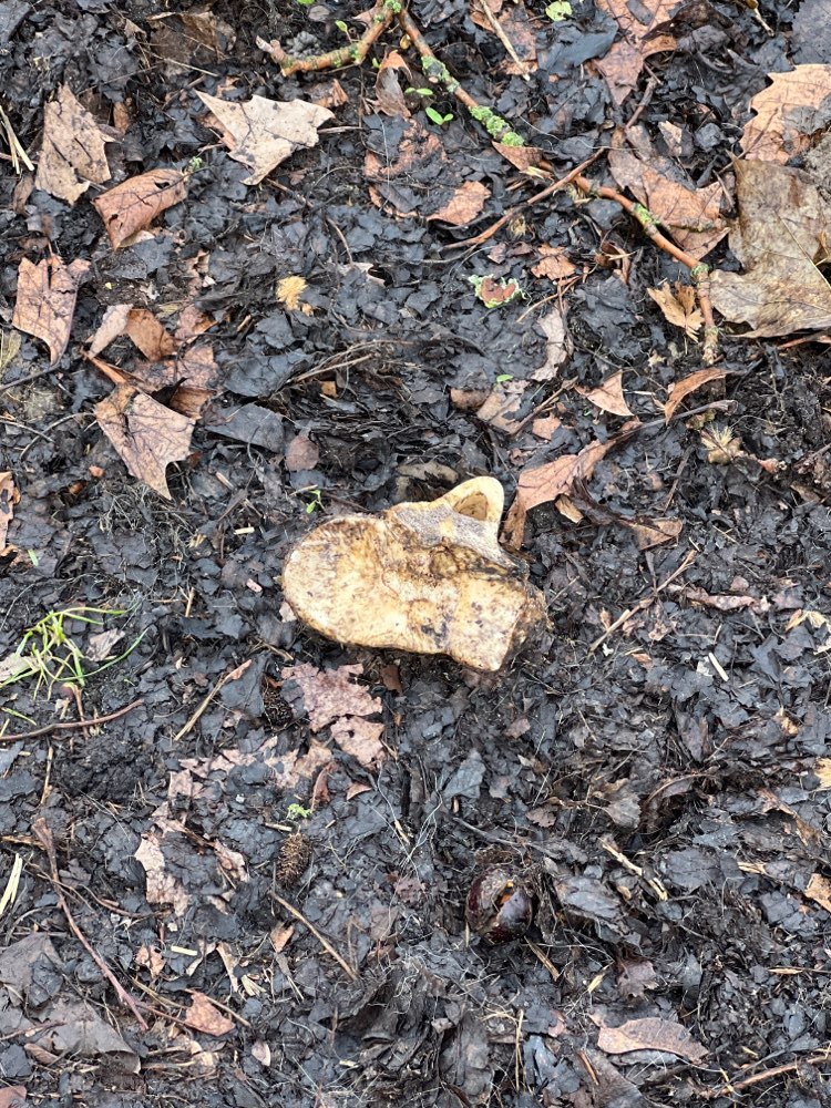 Giftköder-Vermutlich Giftköder-Profilbild