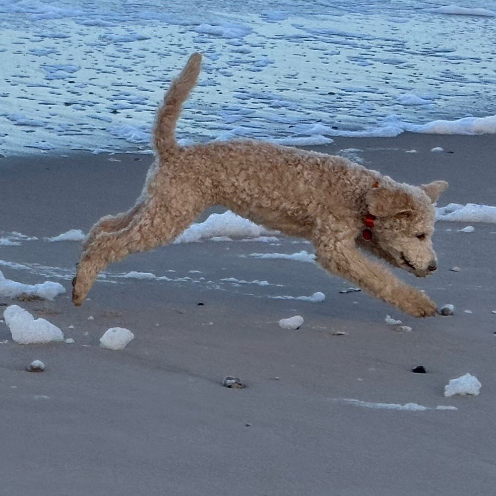 Hundetreffen-Junghundespieltreffen-Profilbild