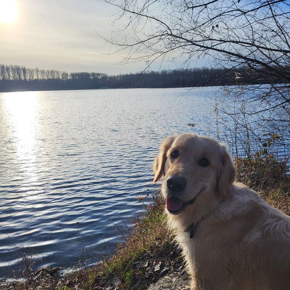 Hundetreffen-Ich suche Freunde in der Nähe 🥺🥺🥺-Profilbild