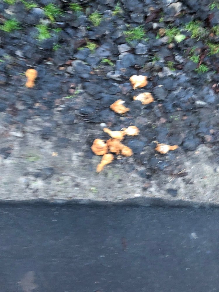 Giftköder-Hähnchen Schenkel-Profilbild