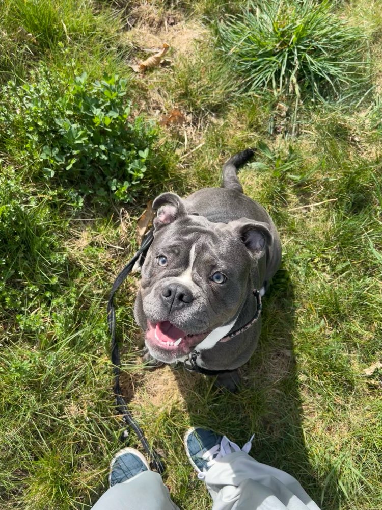 Hundetreffen-Wochenendausflüge mit Spiel und Spaß-Profilbild