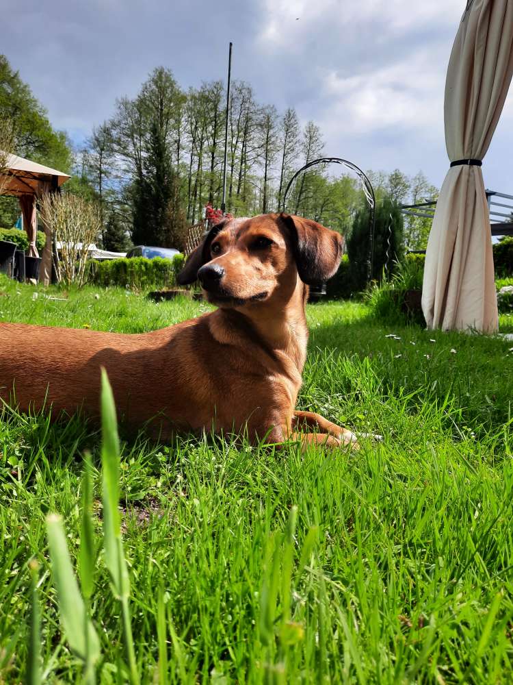 Hundetreffen-Lotte sucht Freunde-Profilbild