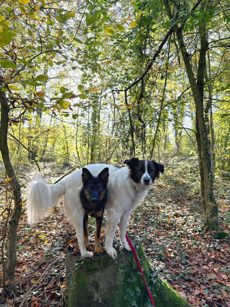 Hundetreffen-Begleitung für Gassirunden gesucht-Profilbild