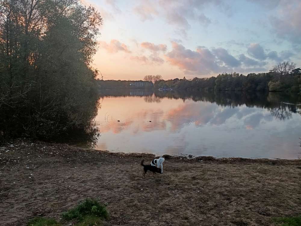 Hundetreffen-Spaziergänge und spielen am Hiltruper See-Profilbild