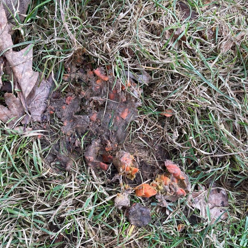 Giftköder-Haufen mit Möhrenstücken - Gift?-Profilbild