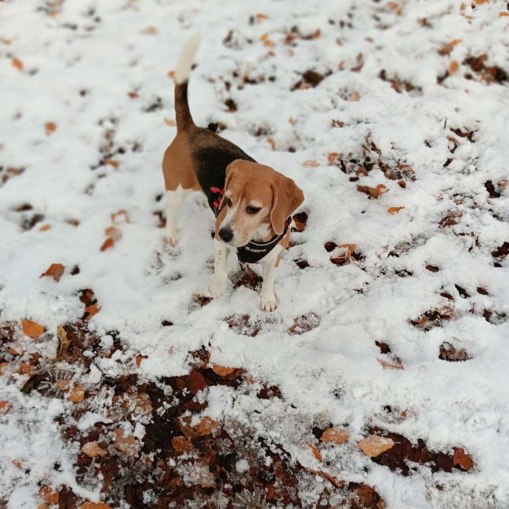 Hundetreffen-Spiel- und Gassirundenpartner*innen gesucht-Profilbild