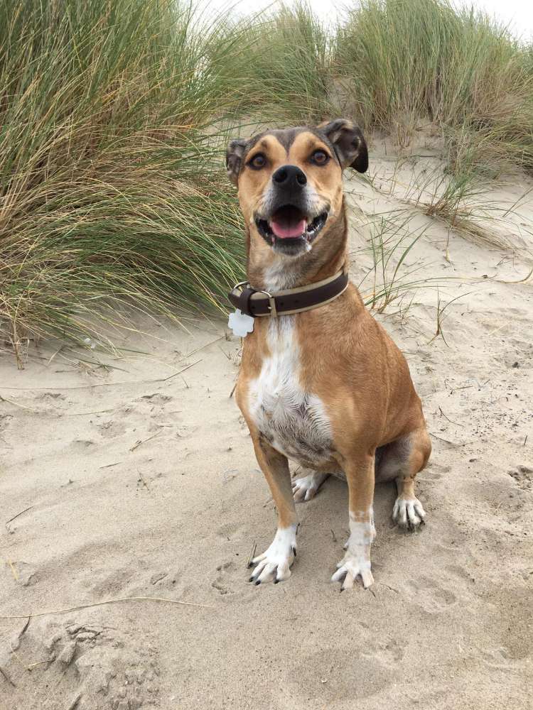 Hundetreffen-Gassirunde in Kaltenweide/Langenhagen-Profilbild