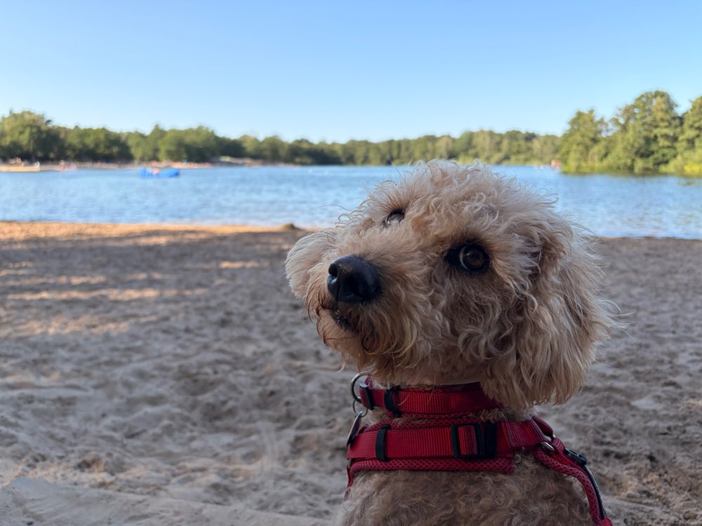 Hundetreffen-Gemeinsame Spaziergänge-Profilbild