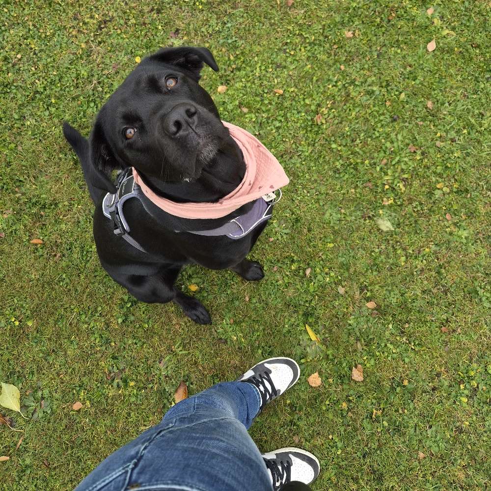 Hundetreffen-Gassirunde und Spielen-Profilbild