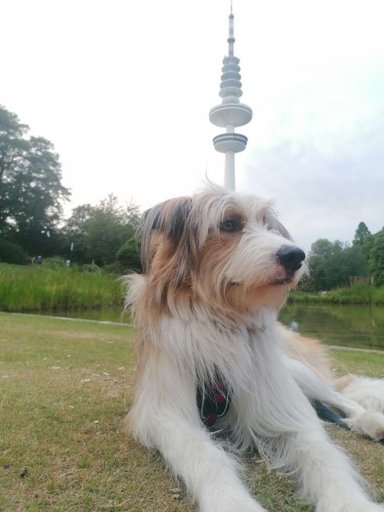 Hundetreffen-Gassi & Spielpartner*IN gesucht-Profilbild