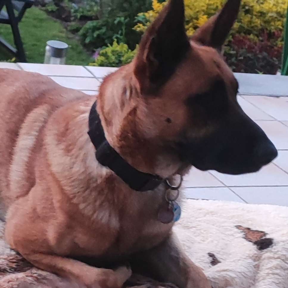 Hundetreffen-Malinoir Treffen in Wolfenbüttel und Umgebung-Profilbild
