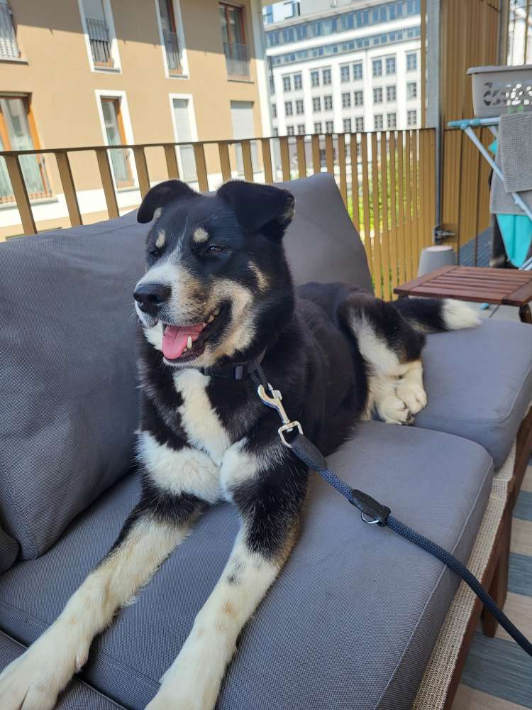 Hundetreffen-Fortuna sucht spielfreudige Hundebuddies-Profilbild