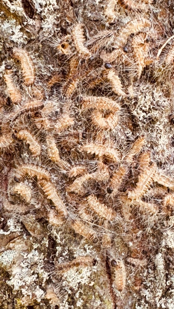 Giftköder-Eichenprozessionsspinner-Profilbild