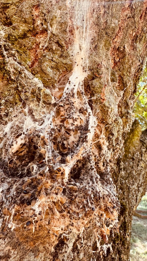 Giftköder-Eichenprozessionsspinner-Profilbild