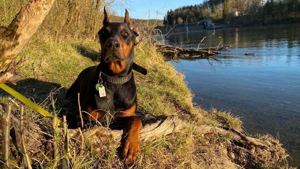 Hundetreffen-Dobi sucht Kumpel oder Kumpeline-Profilbild