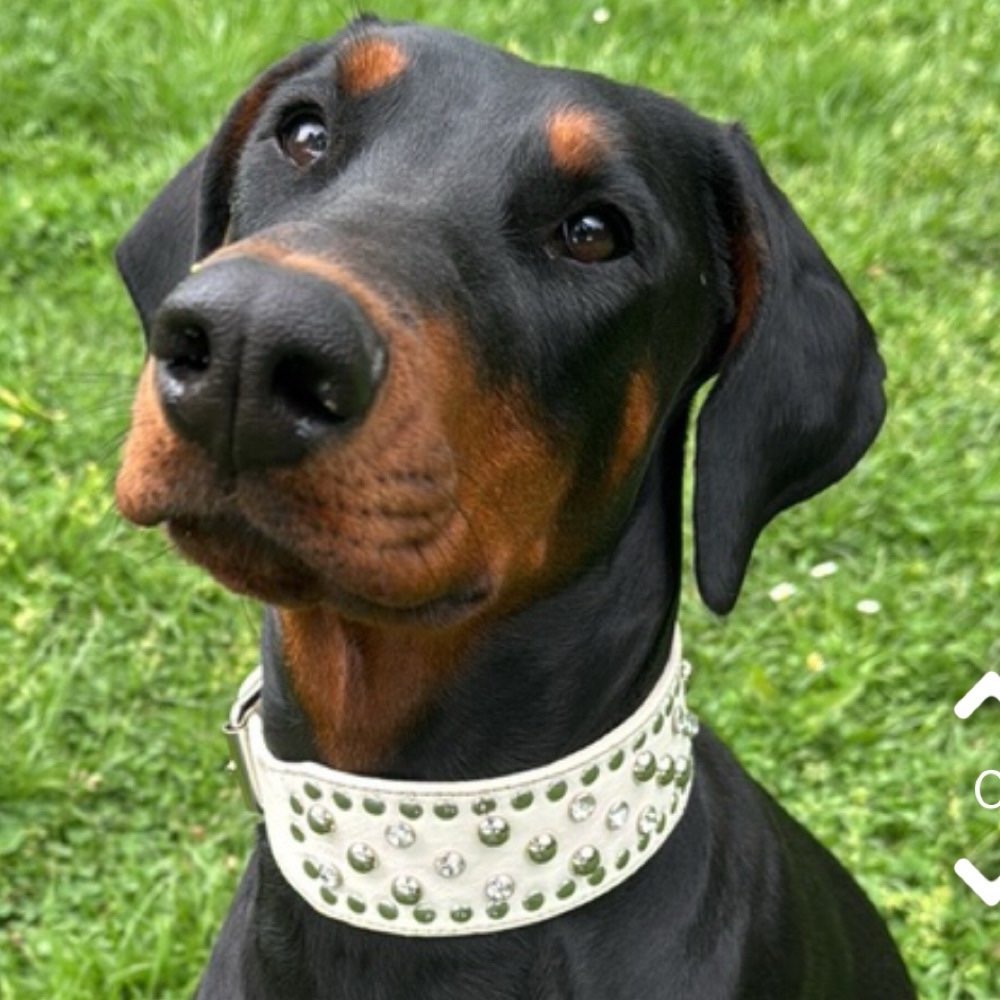 Hundetreffen-Spiel und Spaß Treffen-Profilbild