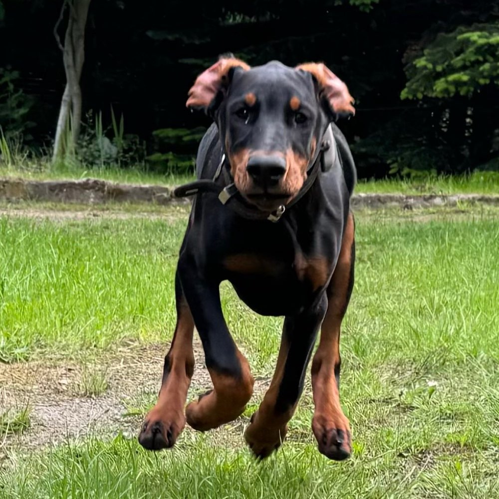 Hundetreffen-Junghunde Treffen-Profilbild