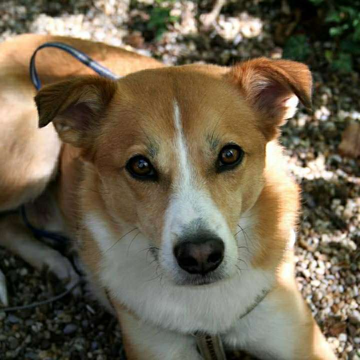 Hundetreffen-Biete Hundesitting 🐕-Profilbild