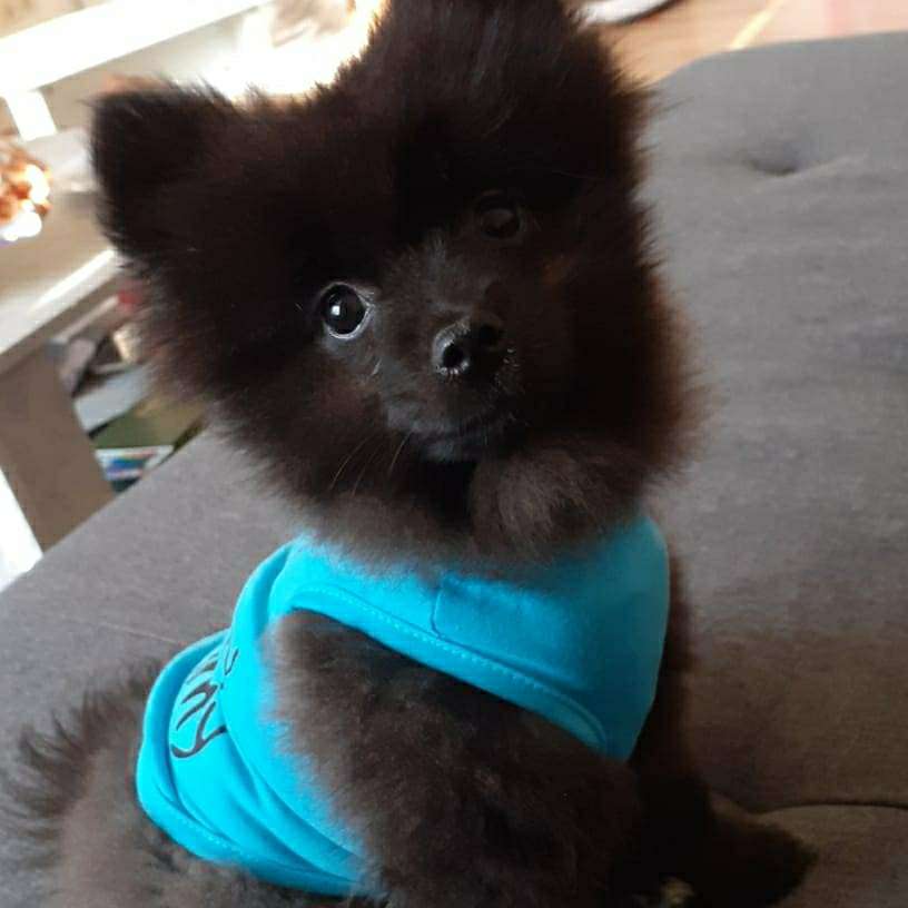 Hundetreffen-Welpen treffen in Osnabrück-Profilbild