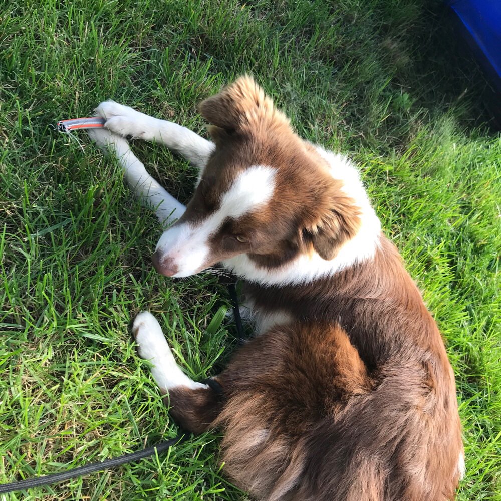 Hundetreffen-Spielfreunde gesucht-Profilbild