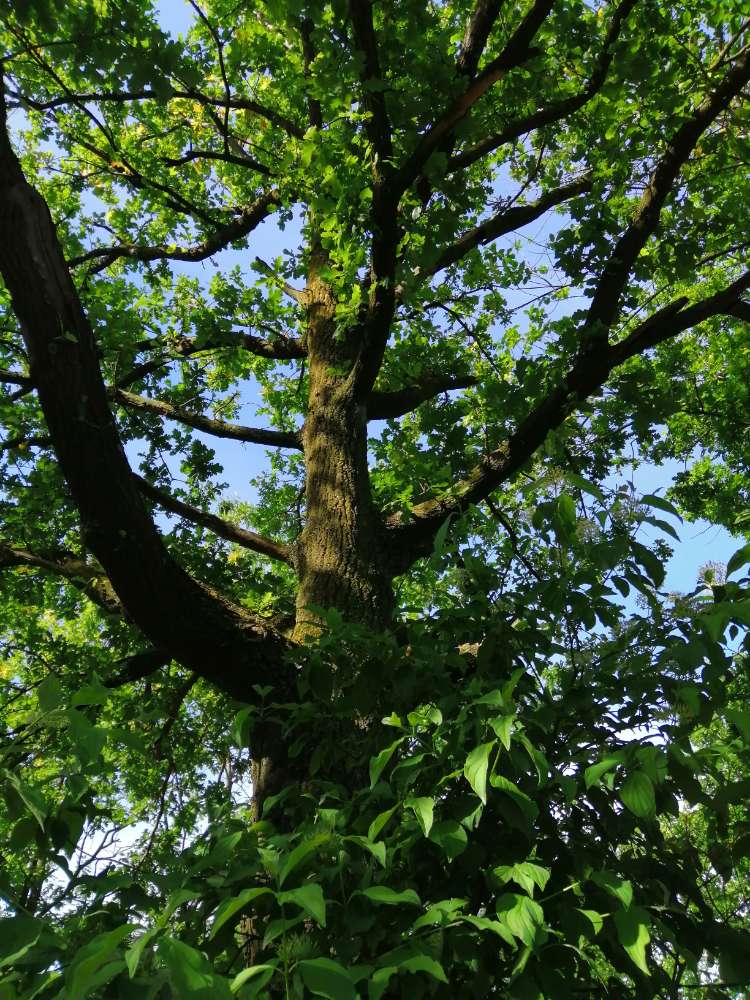 Giftköder-Eichenprozessionspinner!!-Profilbild