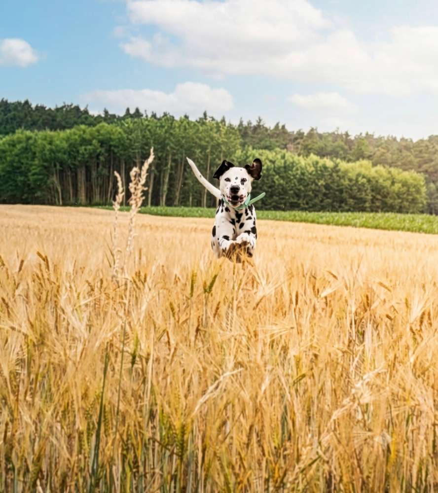 Hundetreffen-Spielfreunde gesucht-Profilbild