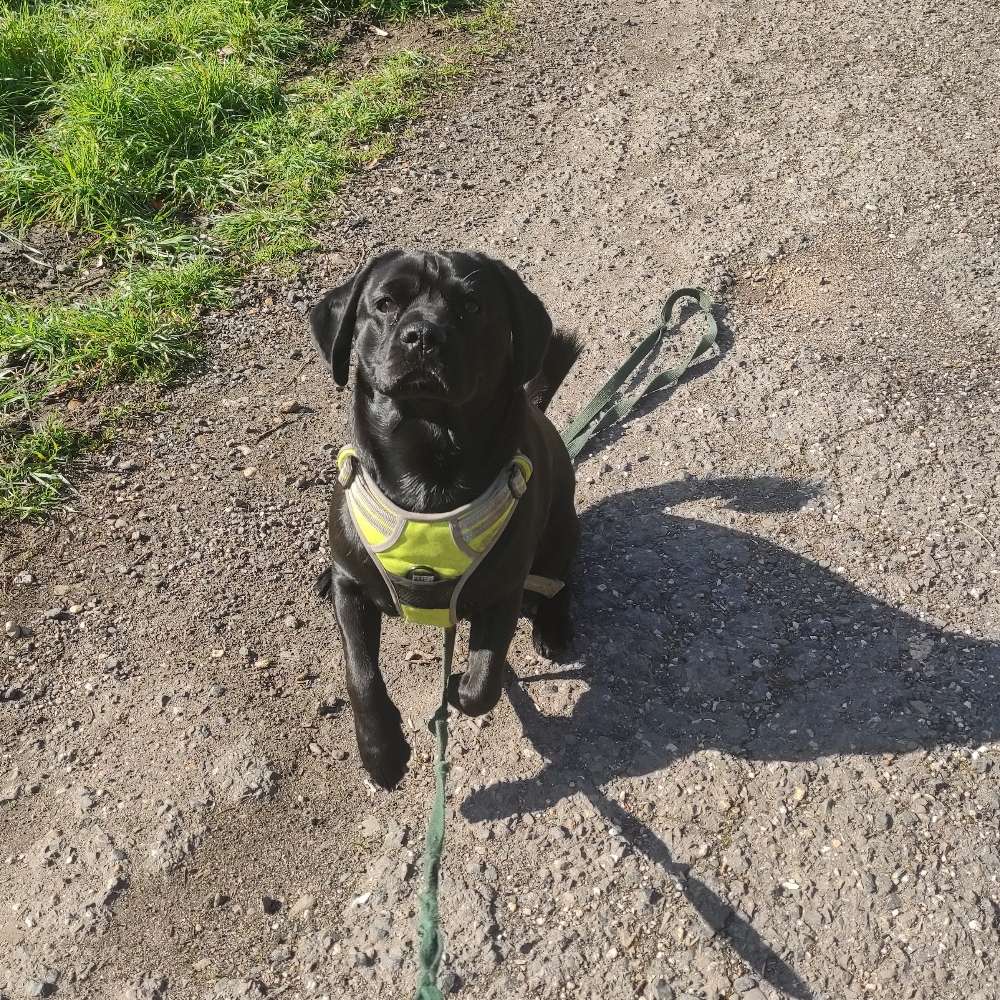 Hundetreffen-Spielen lernen Freunde finden-Profilbild