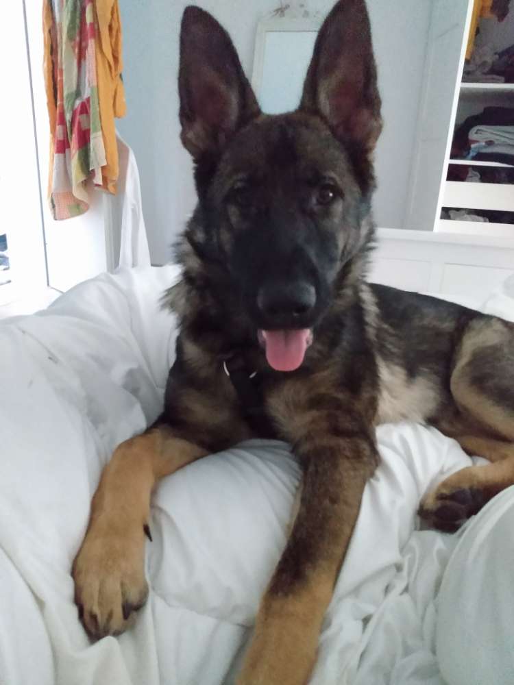 Hundetreffen-Junghundetreffen-Profilbild