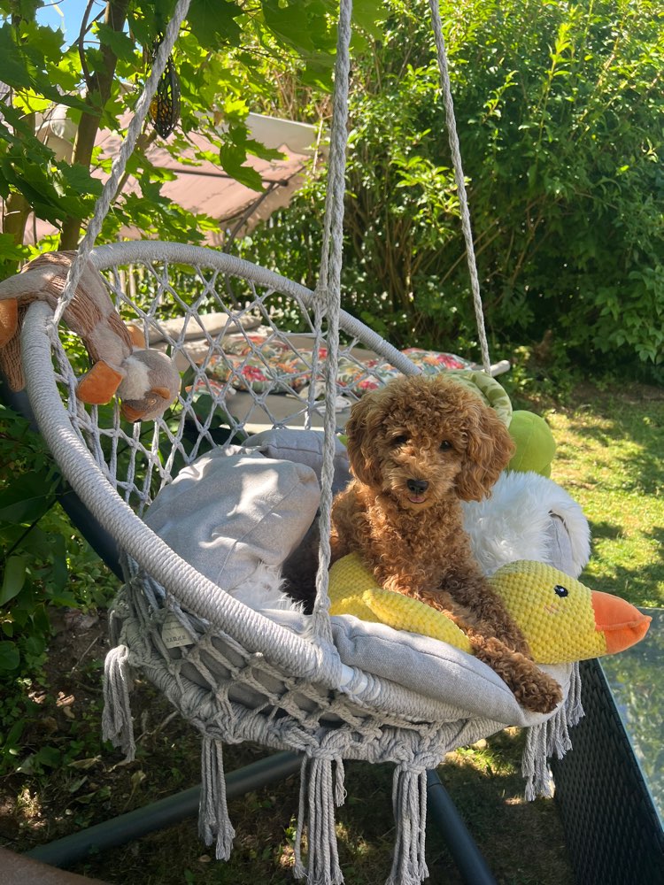 Hundetreffen-Pudelspielgruppe Regensburg Umgebung-Profilbild