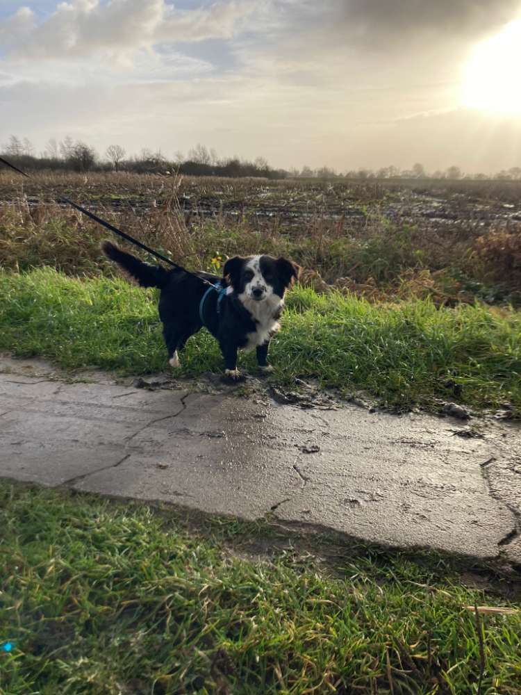 Hundetreffen-Suche nette Hundefreunde zum gemütlichen Gassigehen ^^-Profilbild