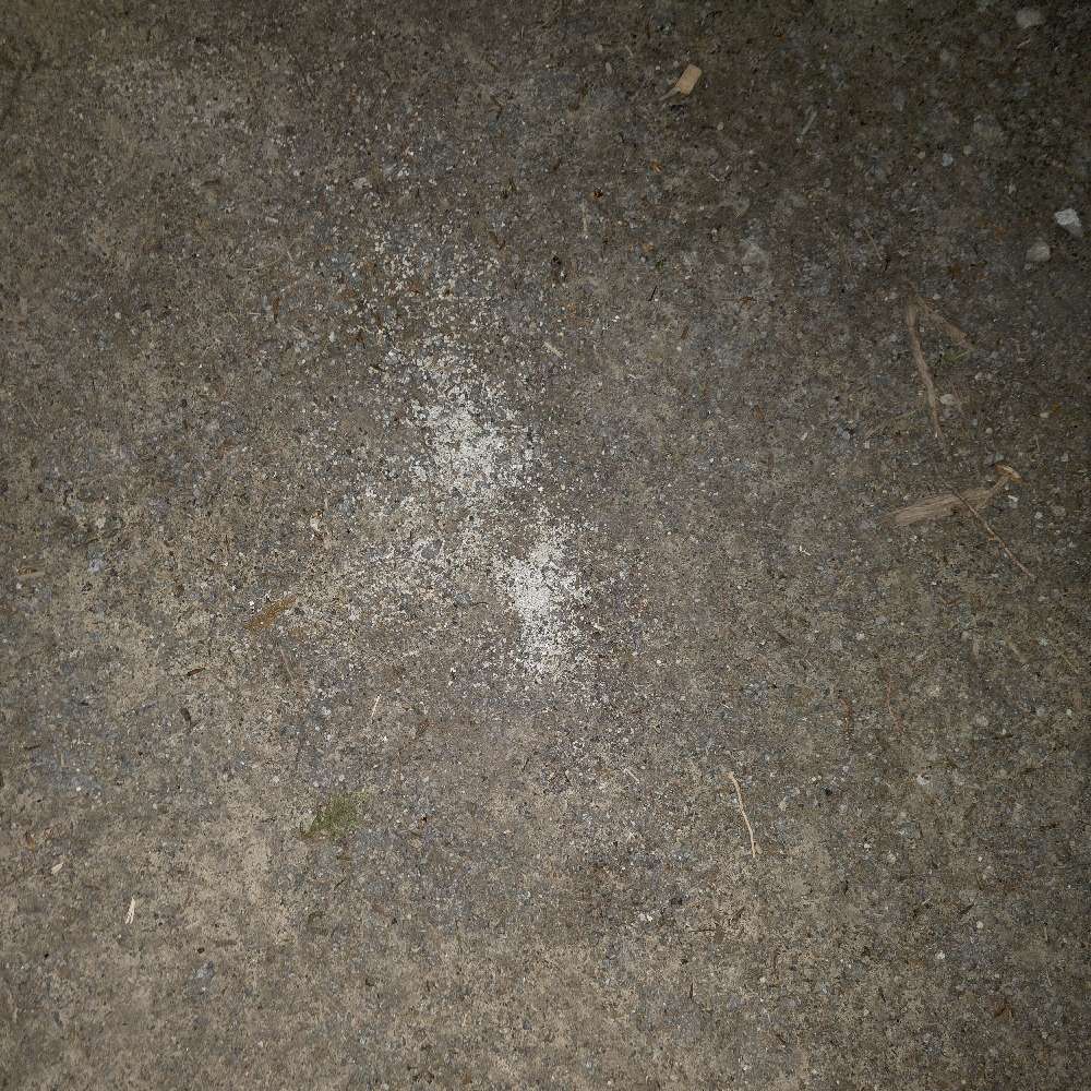 Giftköder-Vermutlich Rattengift-Profilbild