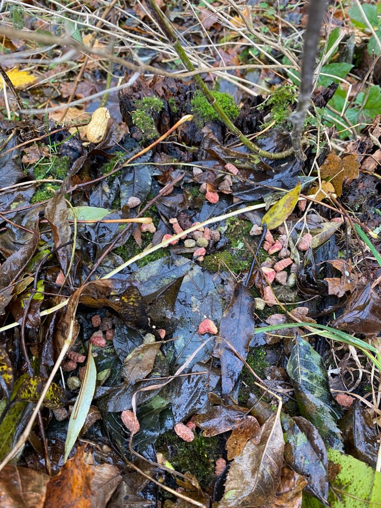 Giftköder-Leckerlies und Erdnüsse auf Baumstumpf-Profilbild