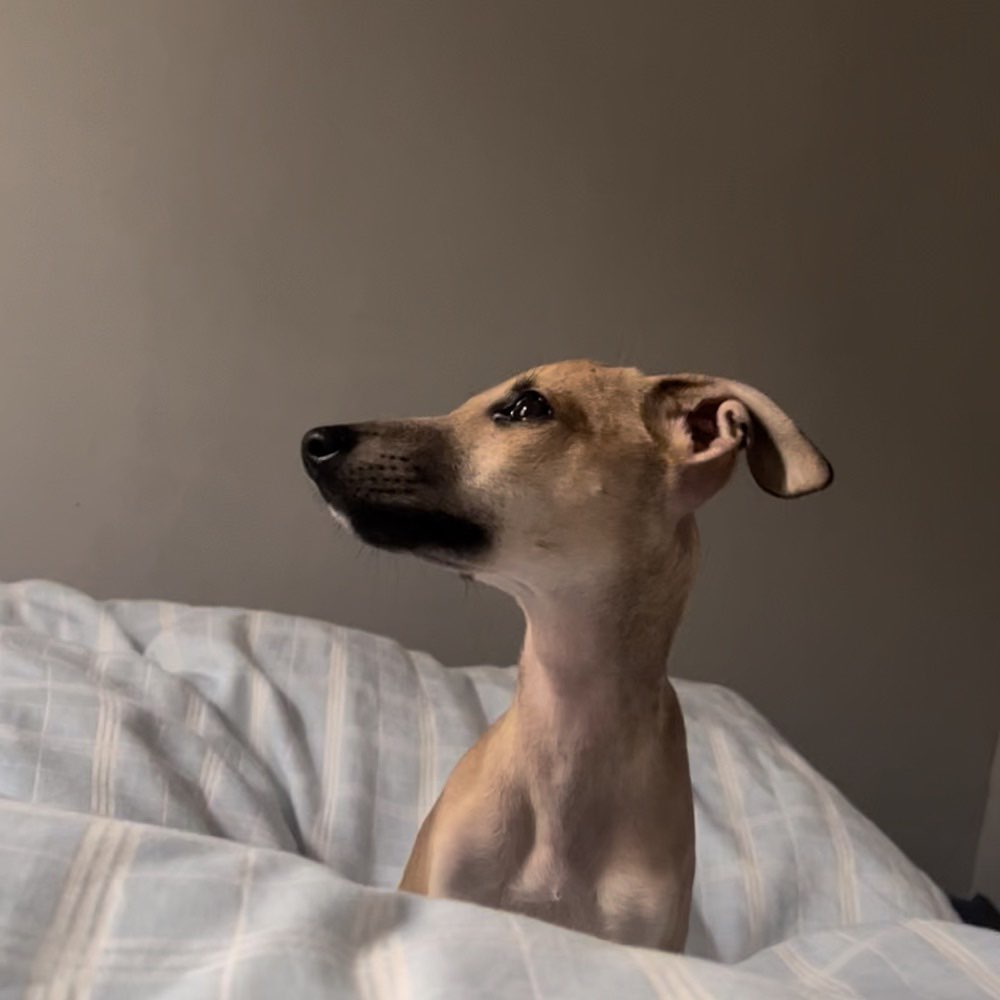 Hundetreffen-Welpentreffen Neukölln-Profilbild