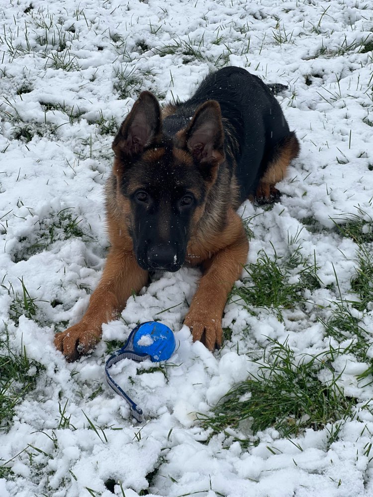 Hundetreffen-Welpentreffen-Profilbild