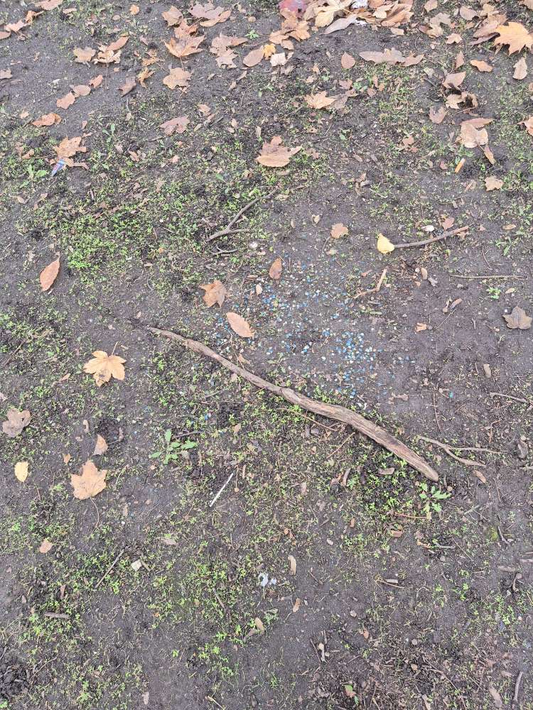 Giftköder-Möglicherweise Gift-Profilbild