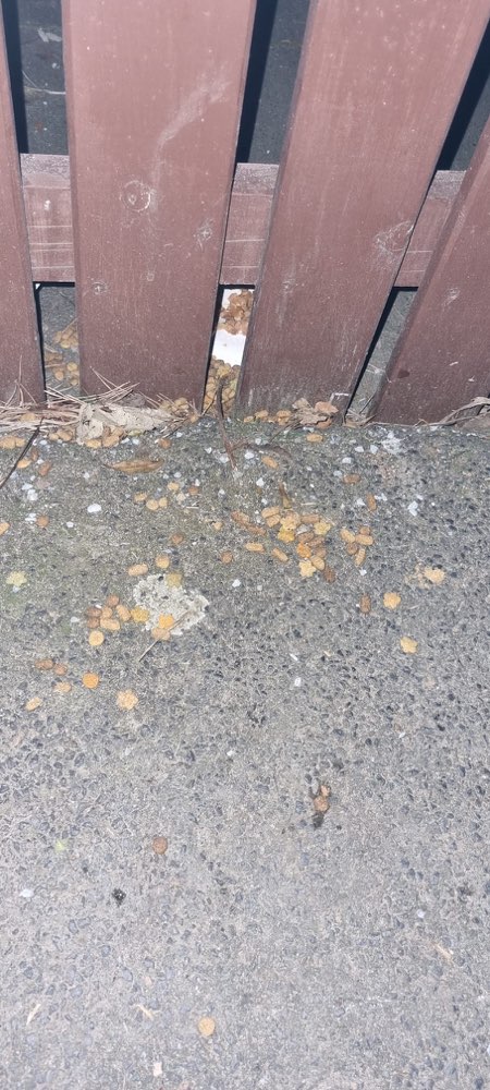 Giftköder-Evtl. Giftköder-Profilbild