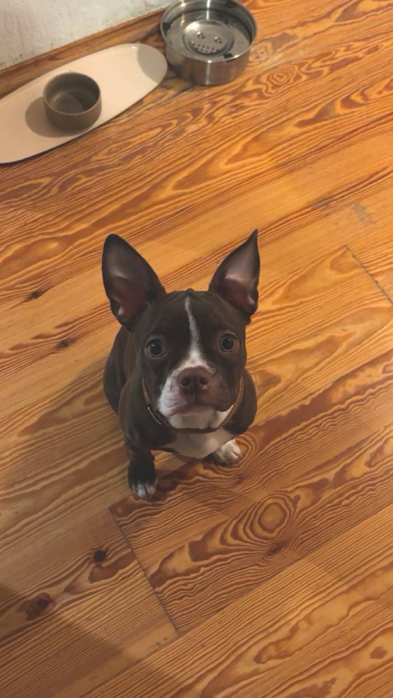 Hundetreffen-Spielrunde-Profilbild