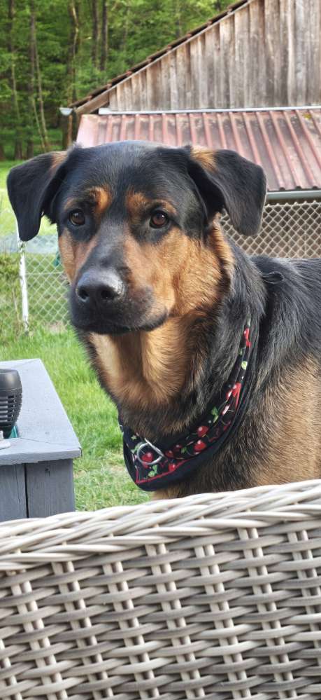 Hundetreffen-Playdate-Profilbild