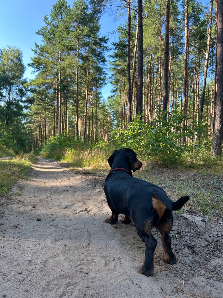 Hundetreffen-Suche Trainingspartner-Profilbild