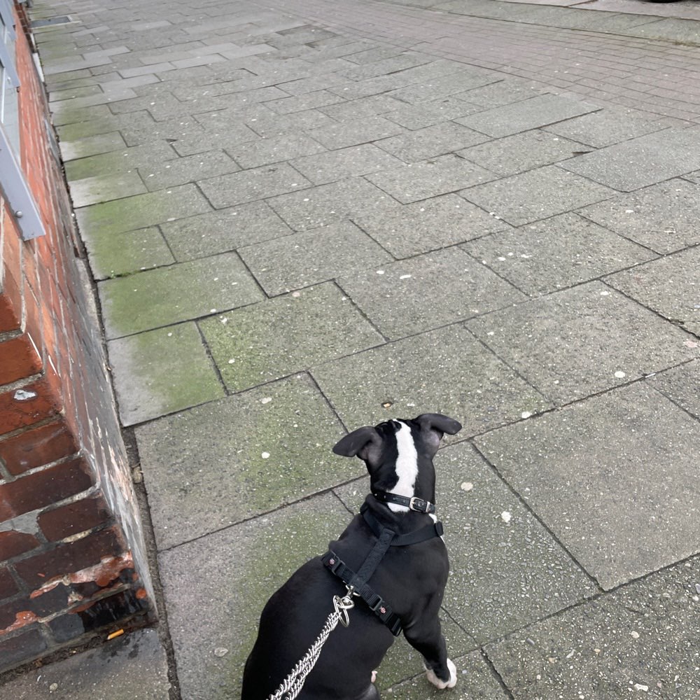 Hundetreffen-Spazieren-Profilbild