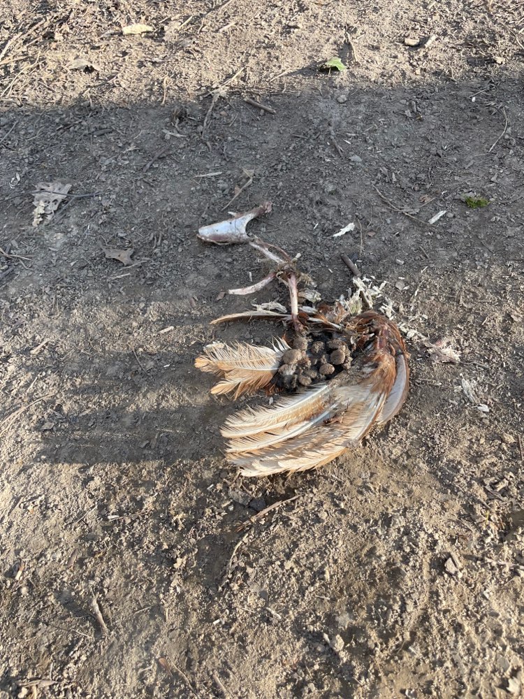 Giftköder-Futter in totem Vogel-Profilbild